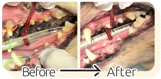 スケーリングビフォーアフター