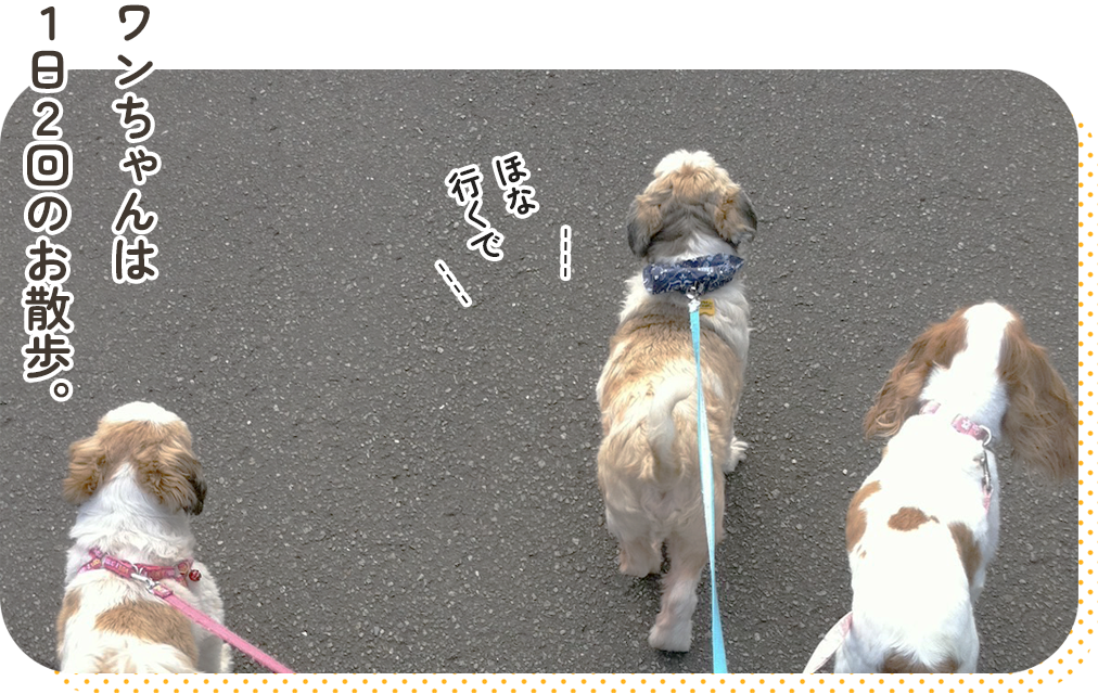 ワンちゃんは1日2回のお散歩。